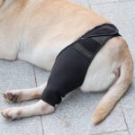 attelle de genou sur un chien