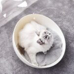 Chat dans un lit orthopédique