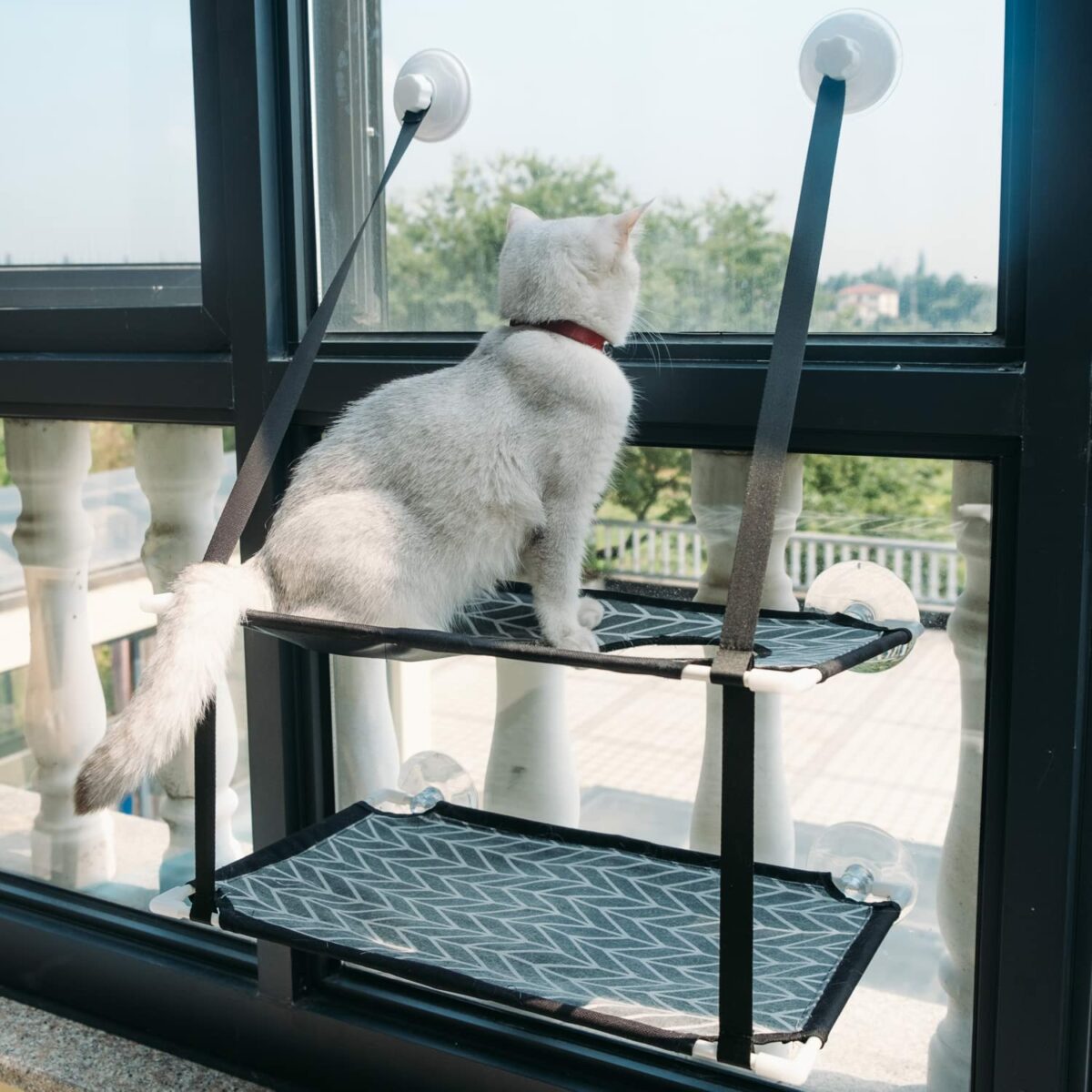Chat poser sur un perchoir de fenêtre